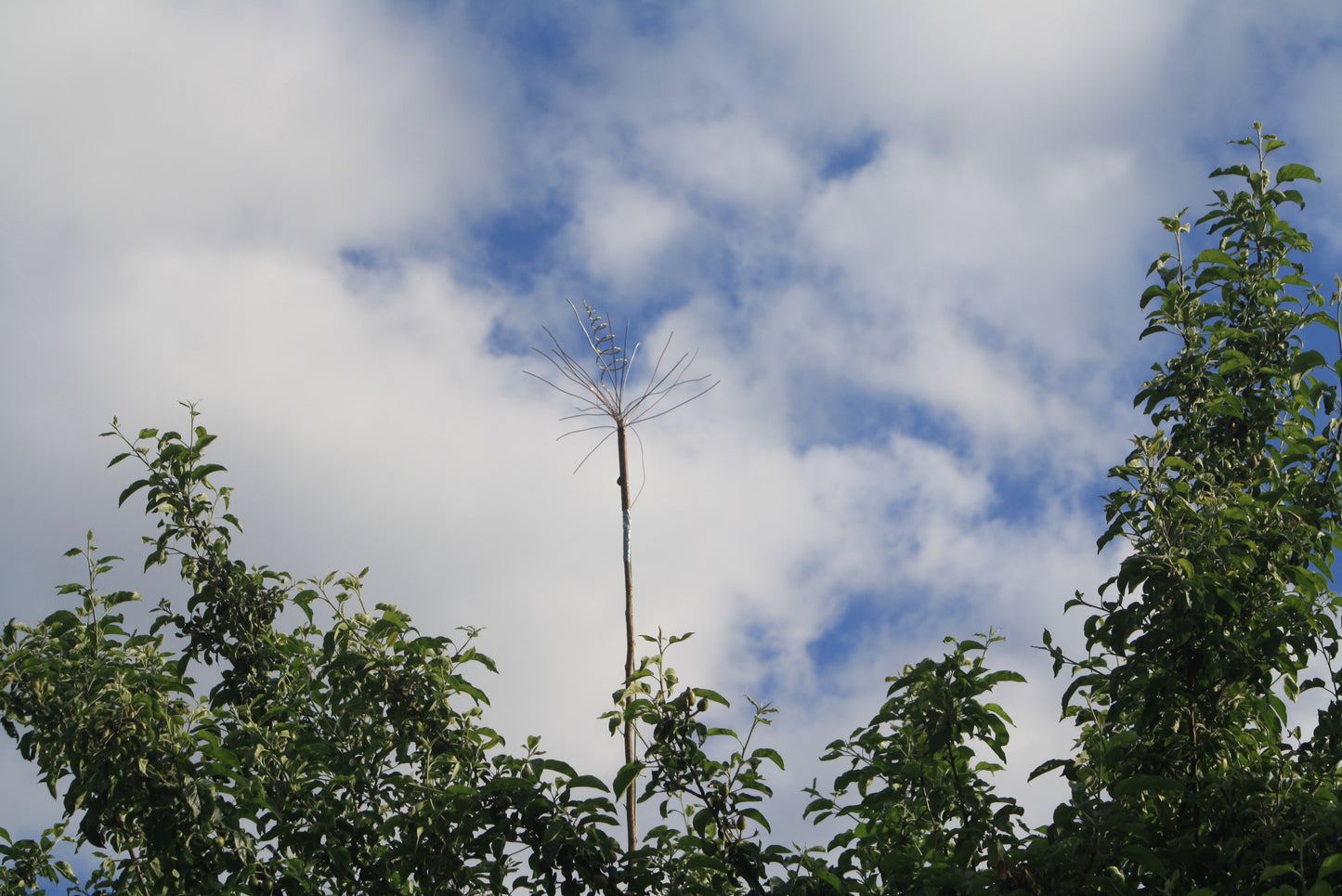 "Magnet Antenne" (mittel) Blitzableiter Style