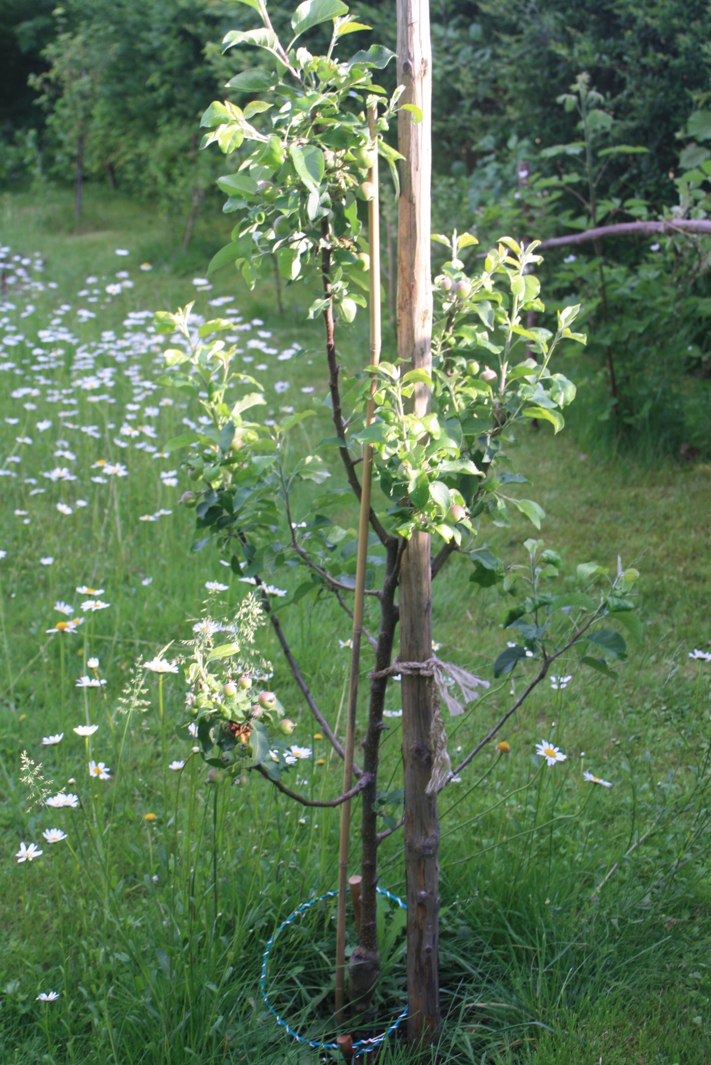 Lakhovsky Planzen Spule extra (schwarz/grün)